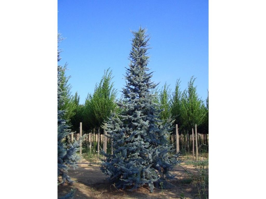 Okrasné stromy Céder atlantský Glauca 170 200 cm(9)