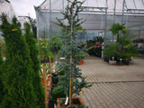Okrasné stromy Céder atlantský Glauca 170 200 cm(7)