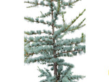 Okrasné stromy Céder atlantský Glauca 170 200 cm(4)