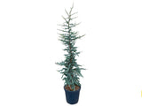 Okrasné stromy Céder atlantský Glauca 170 200 cm(3)