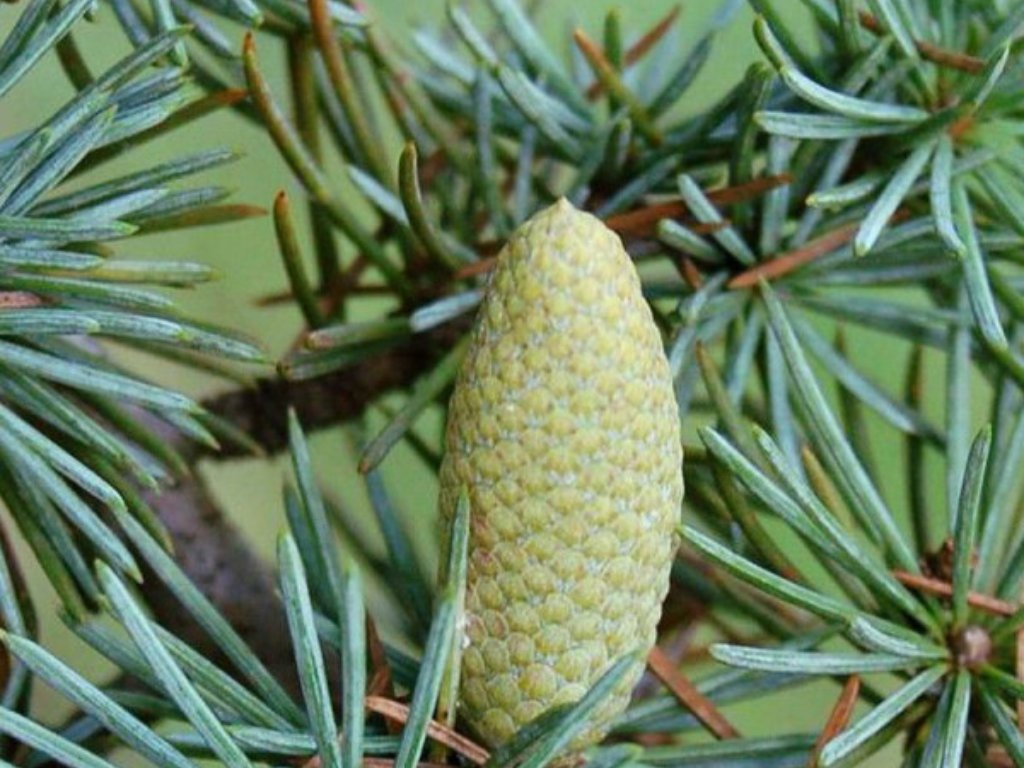 Okrasné stromy Céder atlantský Glauca 170 200 cm(8)