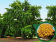 Okrasné stromy Ginko dvojlaločné 180 220 cm rozvetvené(1)