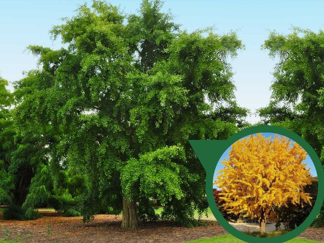 Okrasné stromy Ginko dvojlaločné 180 220 cm rozvetvené(1)