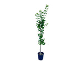 Okrasné stromy Ginko dvojlaločné 180 220 cm rozvetvené(4)