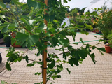 Okrasné stromy Ginko dvojlaločné 180 220 cm rozvetvené(3)