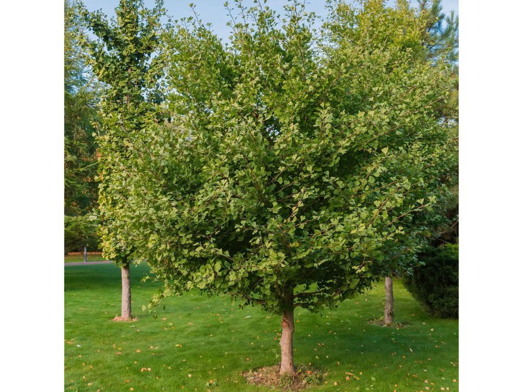 Okrasné stromy Ginko dvojlaločné 180 220 cm rozvetvené(9)