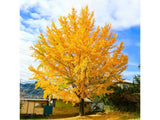 Okrasné stromy Ginko dvojlaločné 180 220 cm rozvetvené(10)