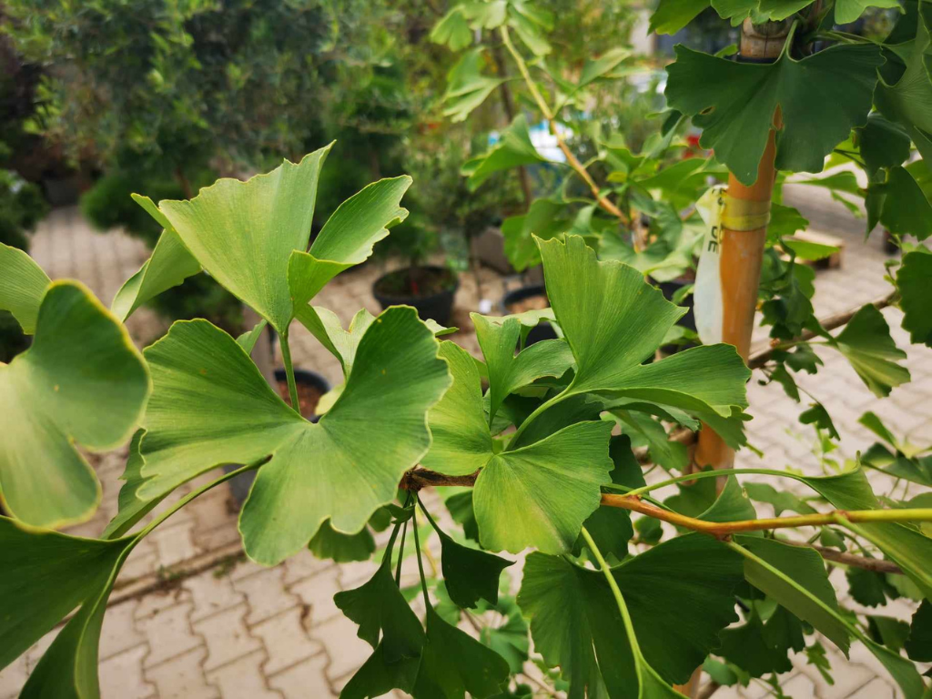 Okrasné stromy Ginko dvojlaločné 180 220 cm rozvetvené(5)