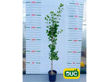 Okrasné stromy Ginko dvojlaločné 180 220 cm rozvetvené(2)