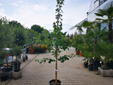 Okrasné stromy Ginko dvojlaločné 180 220 cm rozvetvené(6)