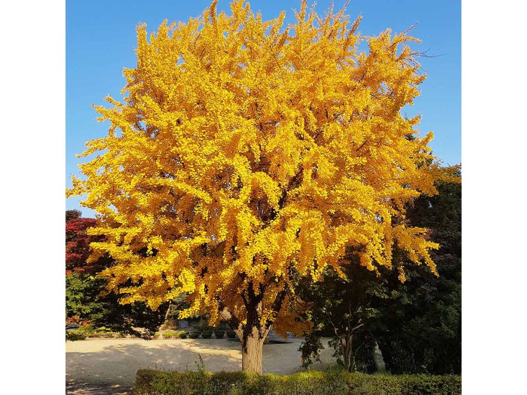 Okrasné stromy Ginko dvojlaločné 180 220 cm rozvetvené(8)