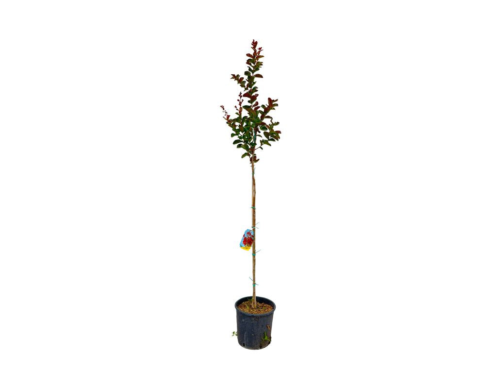 Dreviny na kmienku Myrta krepová DURANT RED na 80 100cm kmienku(8)