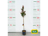 Dreviny na kmienku Myrta krepová DURANT RED na 80 100cm kmienku(2)
