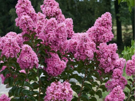 Dreviny na kmienku Myrta krepová ROSEA GRASSI na 80 100cm kmienku (1)