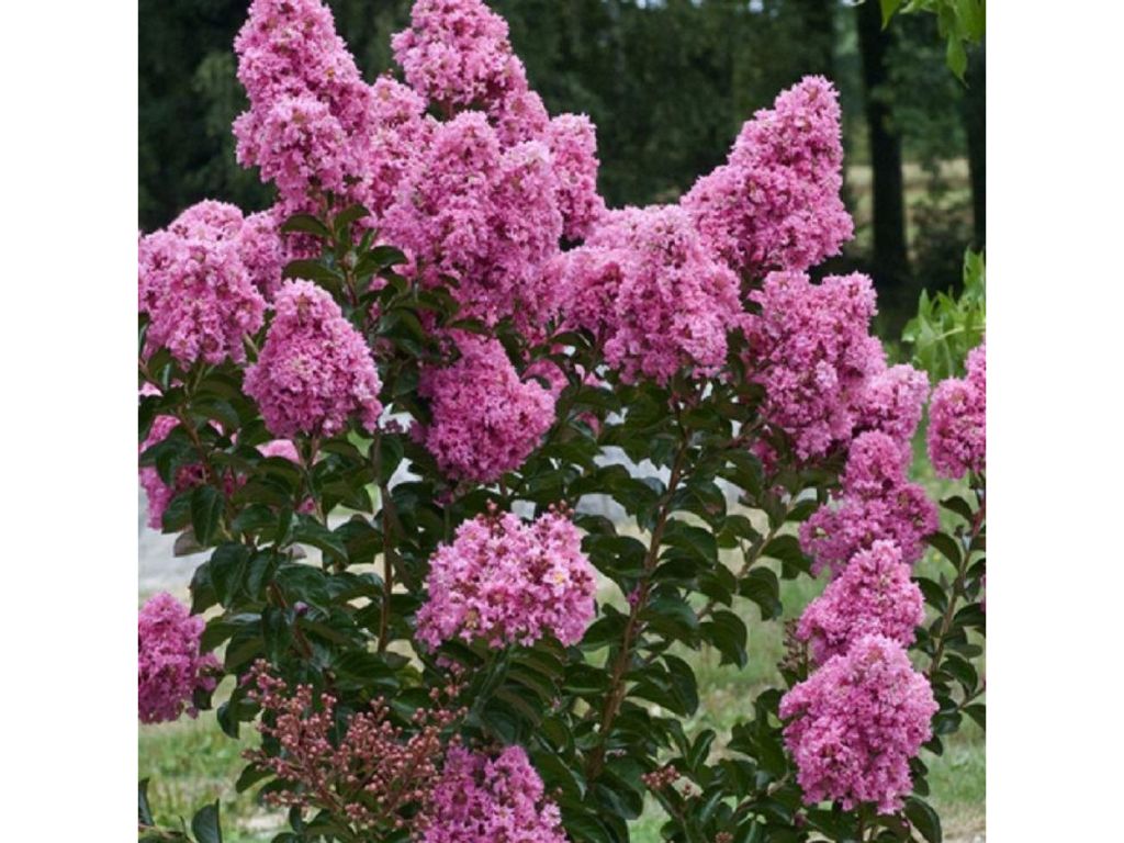 Dreviny na kmienku Myrta krepová ROSEA GRASSI na 80 100cm kmienku (8)