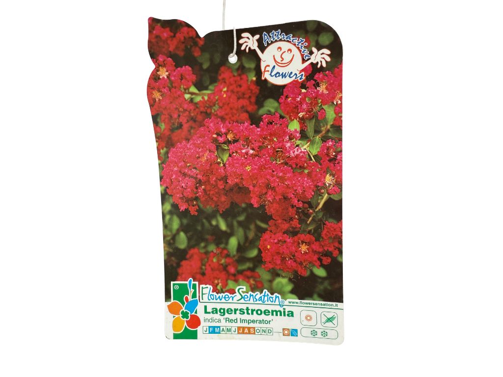 Okrasné kry Myrta krepová RED IMPERATOR 60-90 cm(4)