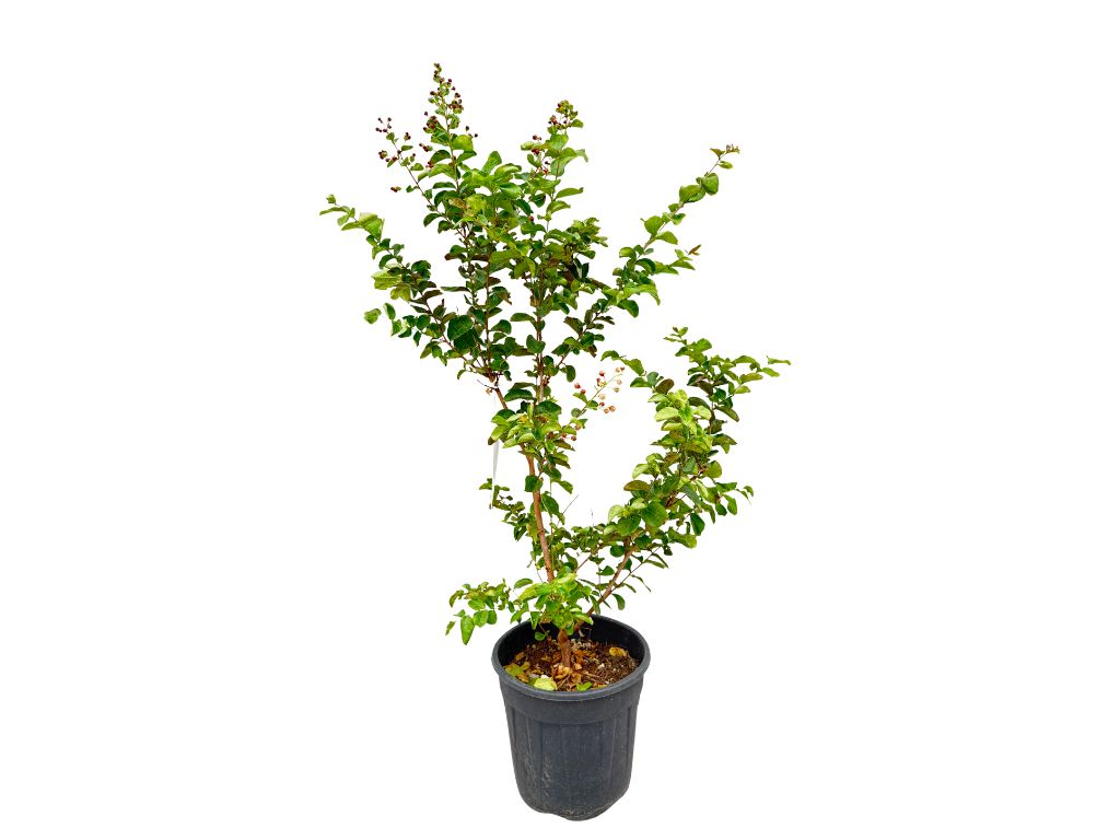 Okrasné kry Myrta krepová RED IMPERATOR 60-90 cm(7)