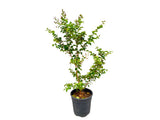 Okrasné kry Myrta krepová RED IMPERATOR 60-90 cm(7)