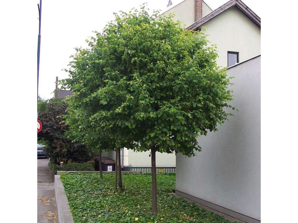 okrasne dreviny ducplant(1077)