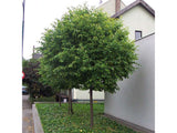 okrasne dreviny ducplant(1077)