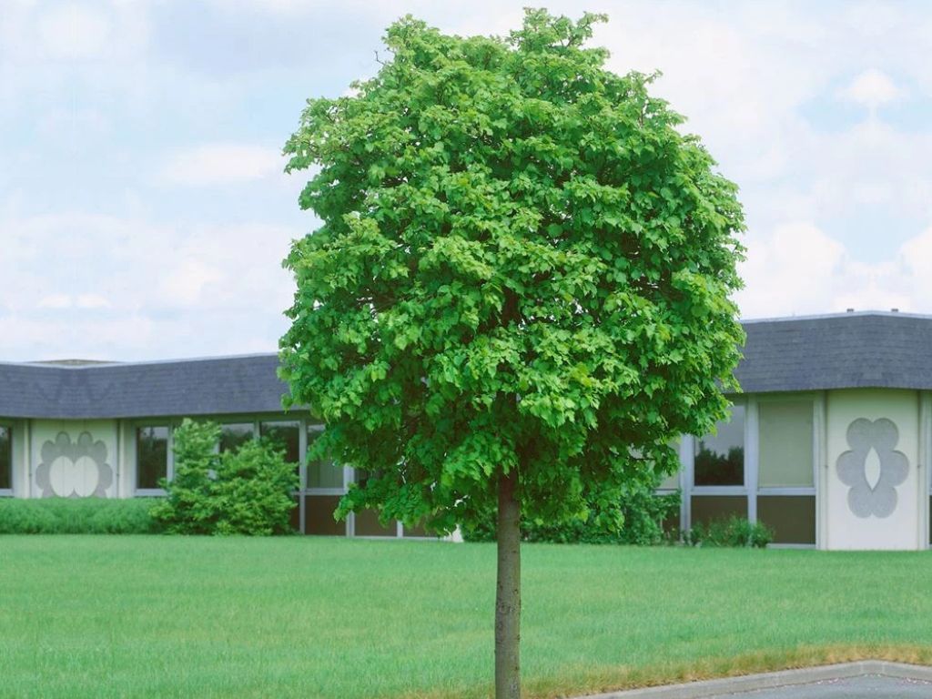 okrasne dreviny ducplant(1079)