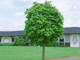 okrasne dreviny ducplant(1079)