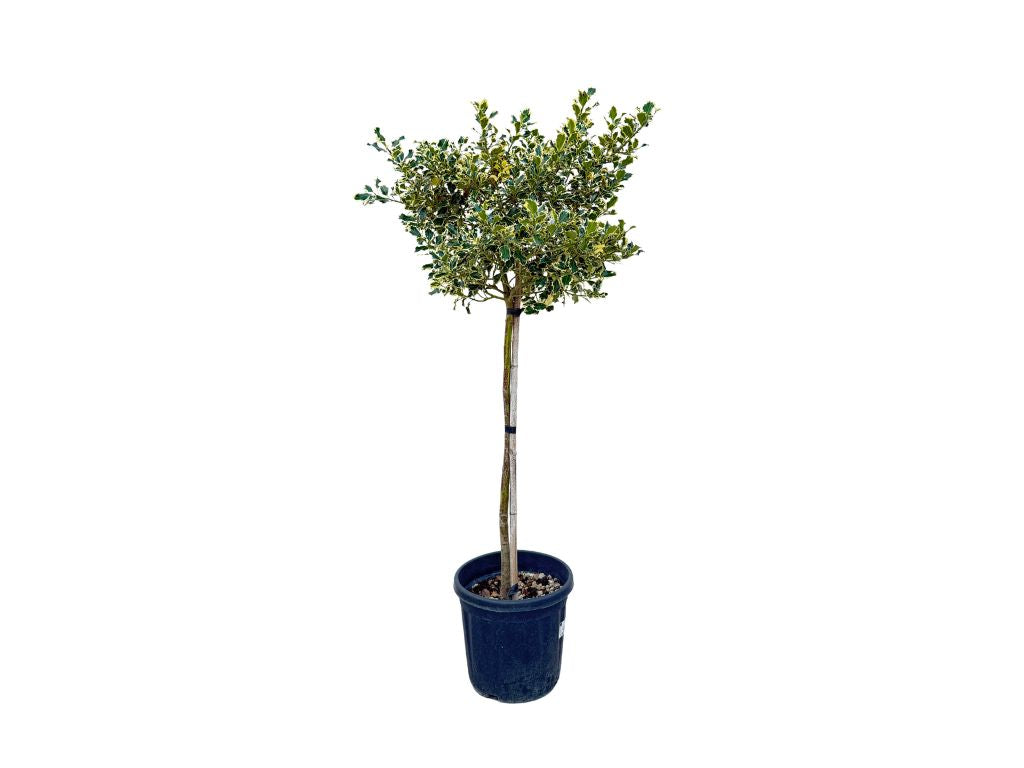 Cezmína ostrolistá Variegatum na 80 90cm kmienku, výška 120 130 cm(5)
