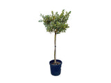 Cezmína ostrolistá Variegatum na 80 90cm kmienku, výška 120 130 cm(5)