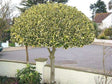 Cezmína ostrolistá Variegatum na 80 90cm kmienku, výška 120 130 cm(1)