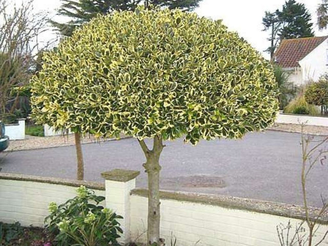 Cezmína ostrolistá Variegatum na 80 90cm kmienku, výška 120 130 cm(1)