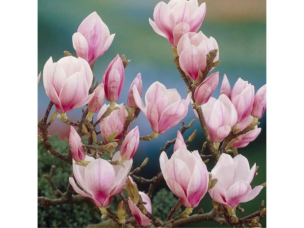 okrasne dreviny ducplant(460)
