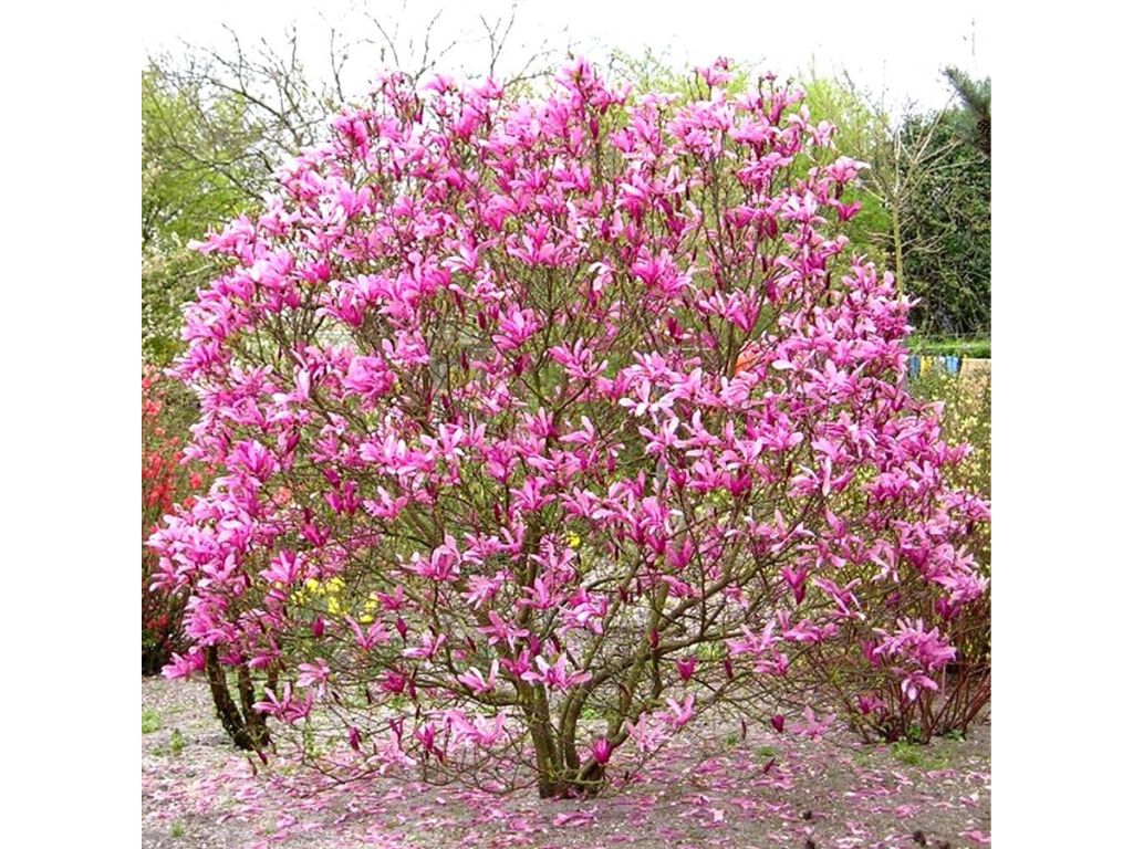 okrasne dreviny ducplant(465)