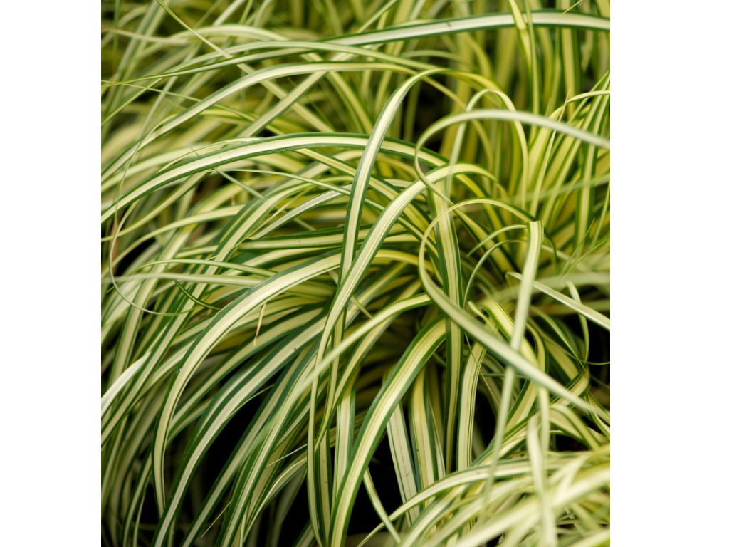 Trvalky ducplant(148)