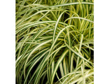 Trvalky ducplant(148)