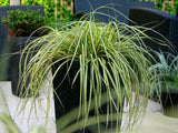 Trvalky ducplant(149)