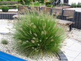 Trvalky ducplant(153)