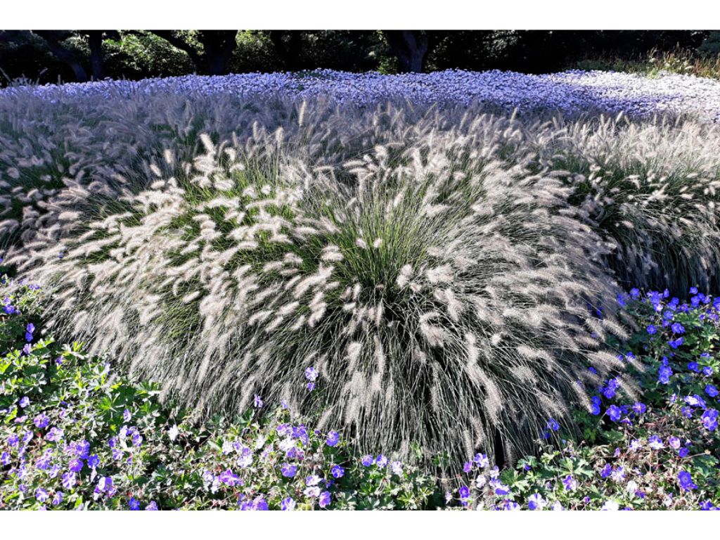 Trvalky ducplant(151)