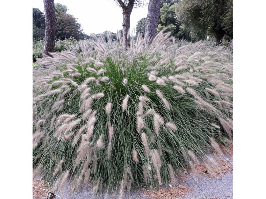 Trvalky ducplant(156)