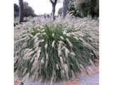 Trvalky ducplant(156)