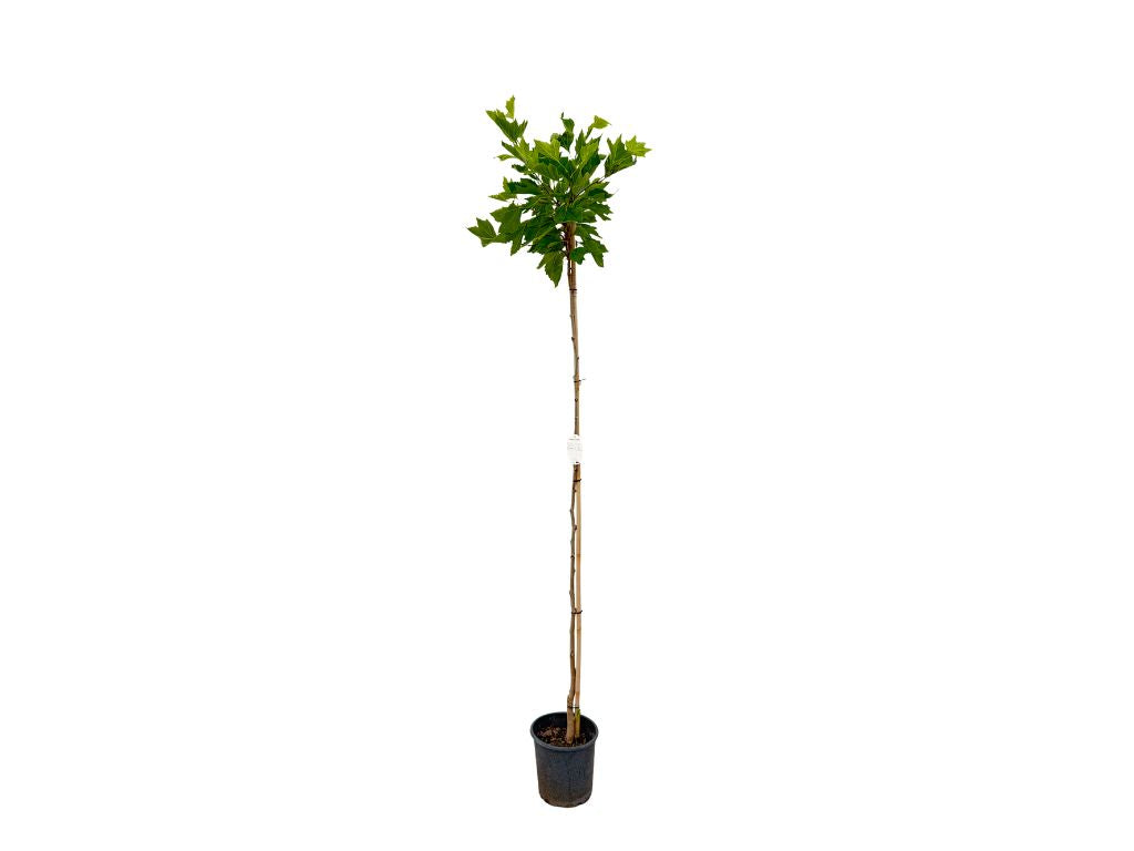 Okrasné stromy Platan javorolistý Alphens Globe na 170 180 cm kmienku(7)