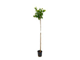 Okrasné stromy Platan javorolistý Alphens Globe na 170 180 cm kmienku(7)