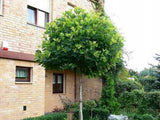 Okrasné stromy Platan javorolistý Alphens Globe na 170 180 cm kmienku(6)