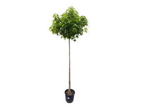 Dreviny na kmienku Ambrovník styraxový Gum Ball na 180 210cm kmeni(11)