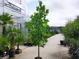 Okrasné stromy Ľaliovník tulipánokvetý 200 260 cm(3)