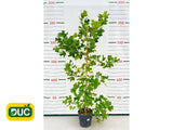Okrasné stromy Ľaliovník tulipánokvetý 200 260 cm(2)
