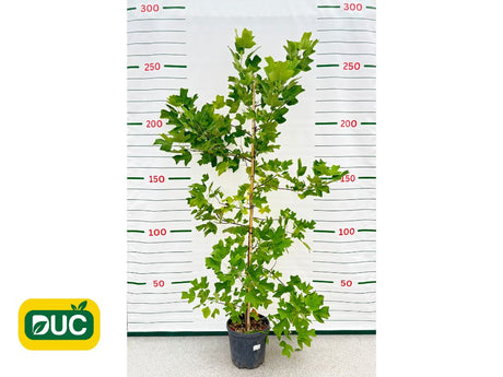 Okrasné stromy Ľaliovník tulipánokvetý 200 260 cm(2)