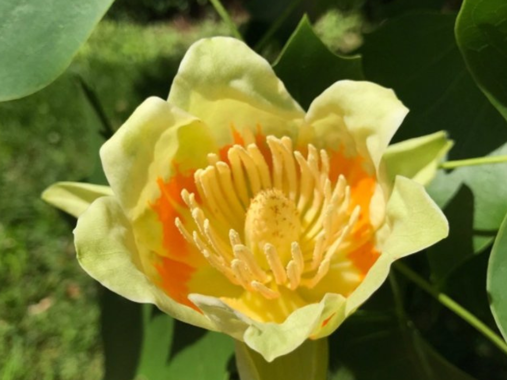 Okrasné stromy Ľaliovník tulipánokvetý 200 260 cm(5)