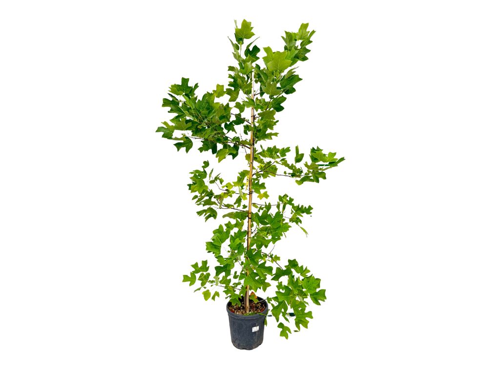 Okrasné stromy Ľaliovník tulipánokvetý 200 260 cm(8)