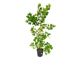 Okrasné stromy Ľaliovník tulipánokvetý 200 260 cm(8)