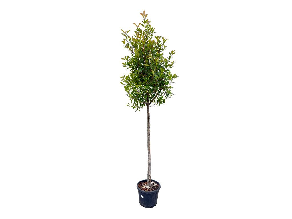 Dreviny na kmienku Červienka Red Robin na 170 190cm kmienku(7)